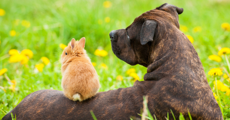 animaux cute laura et alice Bracket - BracketFights