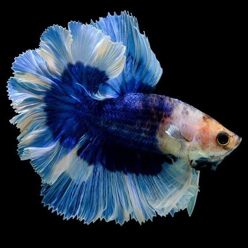 Betta Splendens Bracket - BracketFights